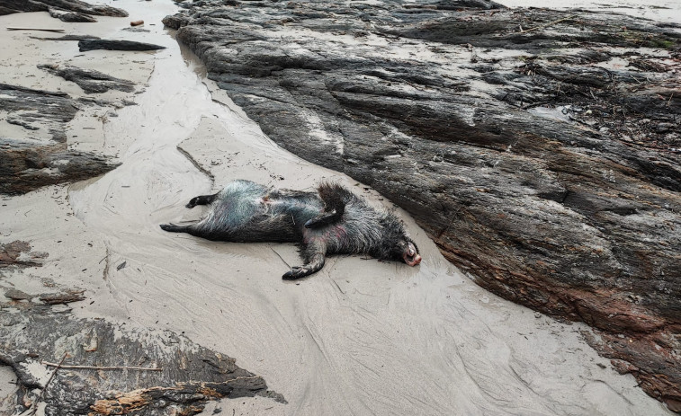 El mar arrastra un jabalí muerto hasta la playa de Caneliñas, en Portonovo