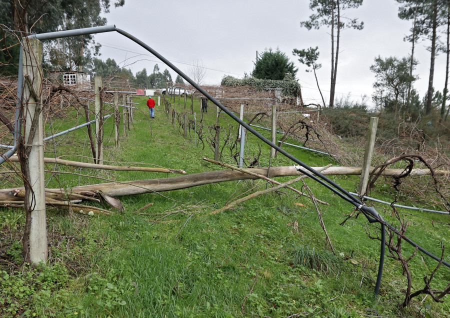 Una familia de Meis sufre de nuevo daños en una viña por el desplome de un eucalipto