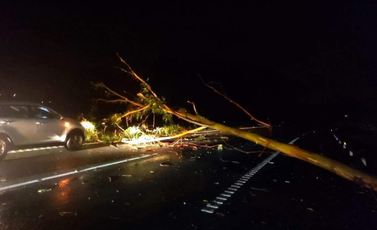 Retenciones durante casi una hora por un árbol caído en la autopista en Caldas