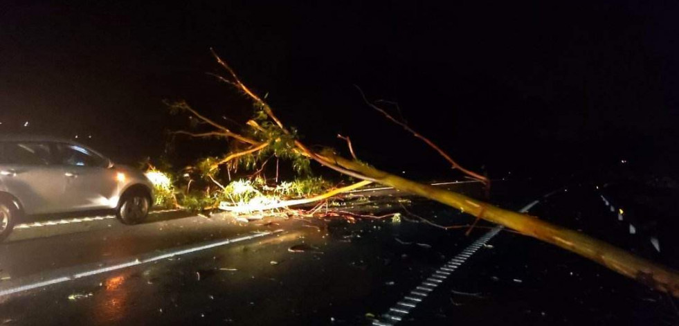 Retenciones durante casi una hora por un árbol caído en la autopista en Caldas