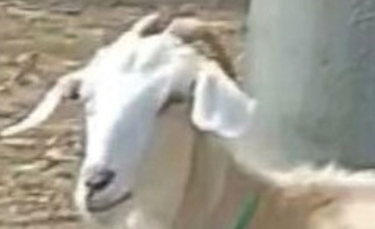 Ofrecen recompensa para encontrar a una cabra robada en San Vicente de O Grove