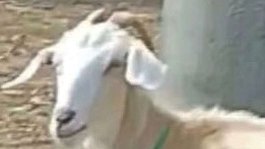 Ofrecen recompensa para encontrar a una cabra robada en San Vicente de O Grove