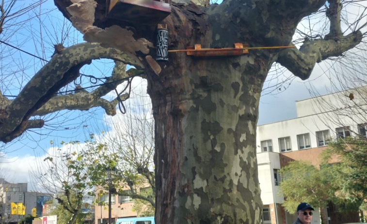 La casita del árbol que cautiva a los visitantes en Vilagarcía