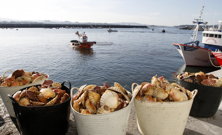 La vieira de Cambados también da la lata