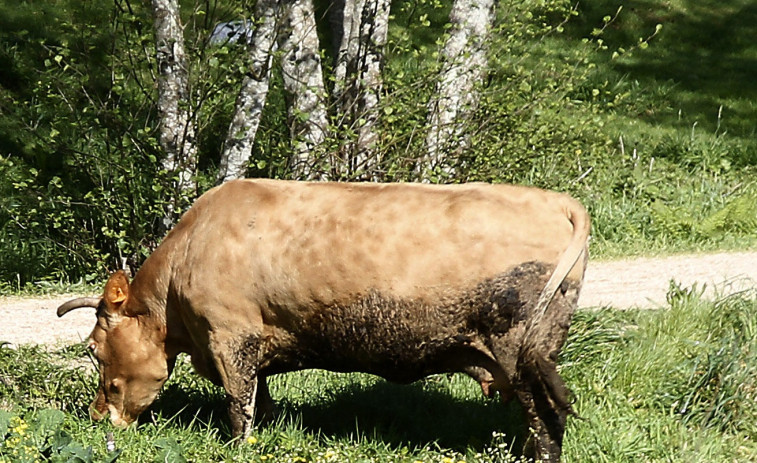 Protección Civil rescata a una vaca que casi llega a la carretera en Vilagarcía