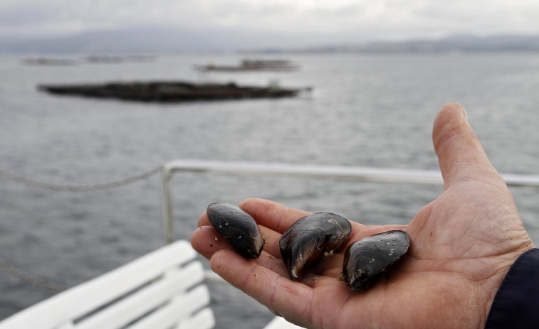 El sector dice que usar cría de hatchery en las bateas implica perder la DOP