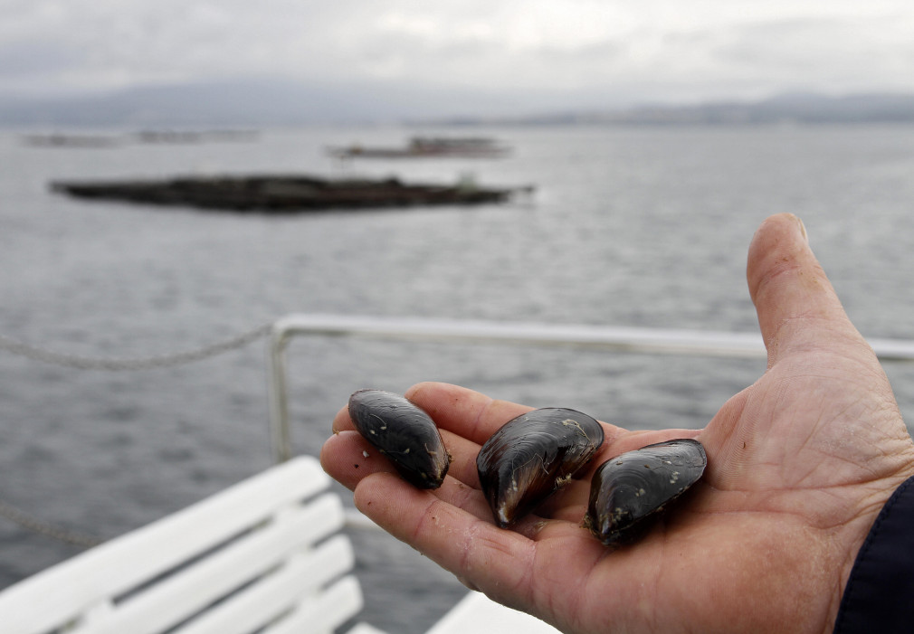 El sector dice que usar cría de hatchery en las bateas implica perder la DOP