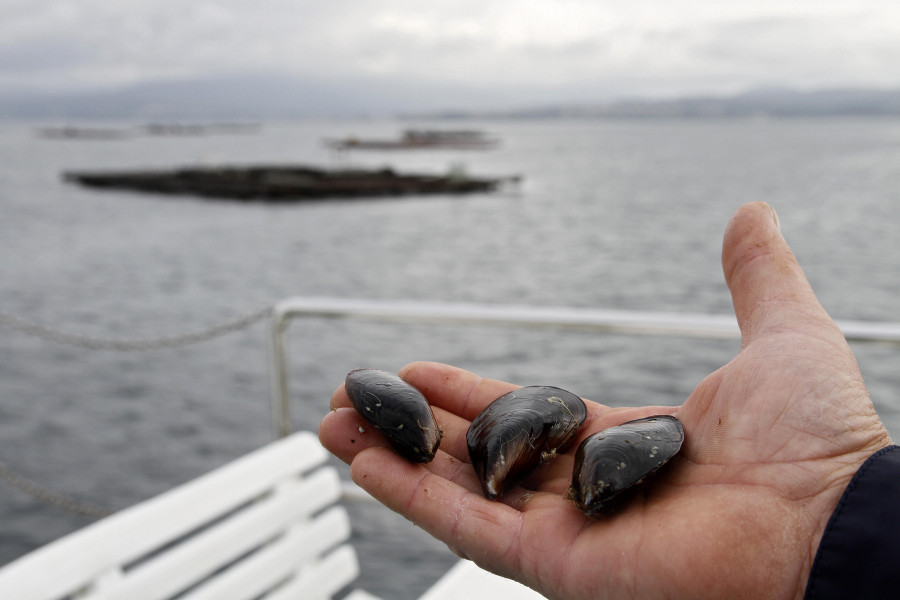 El sector dice que usar cría de hatchery en las bateas implica perder la DOP