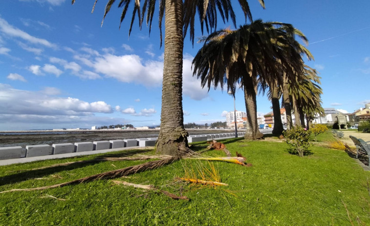 Las palmeras originales del paseo de Cambados que aún quedaban en pie también van camino de la tala por el picudo