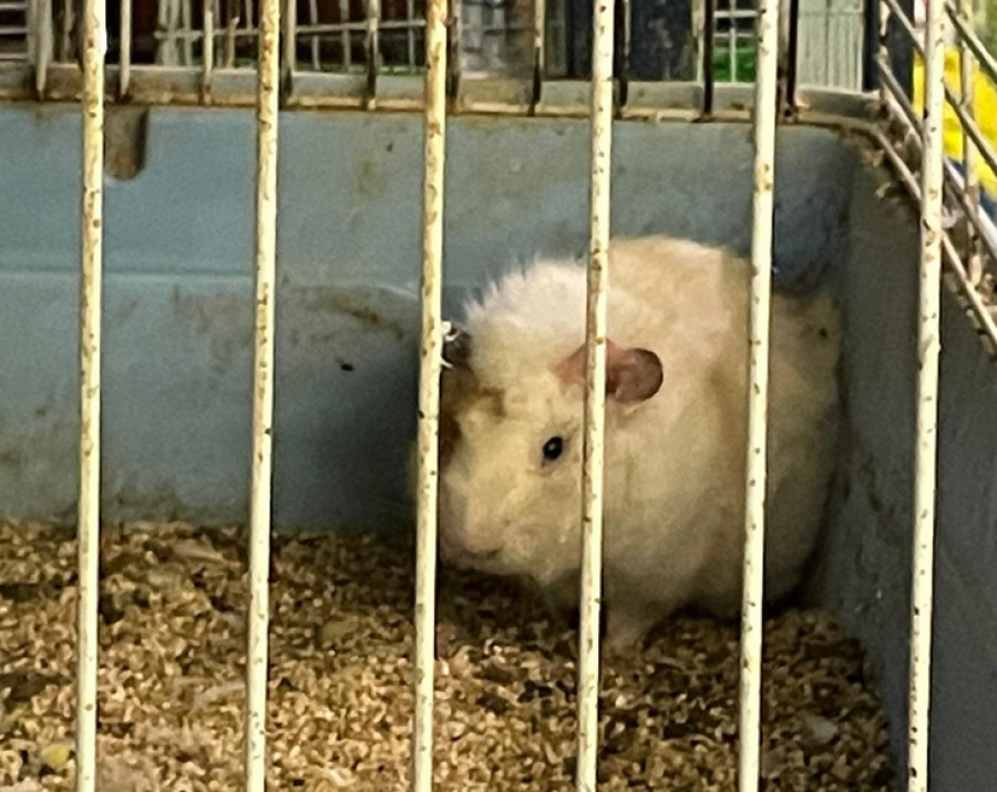 Denuncian a una tienda por el mal estado de los animales y su propietario lo niega