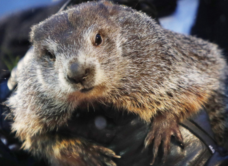 La marmota Phil "predice" seis semanas más de invierno en Estados Unidos