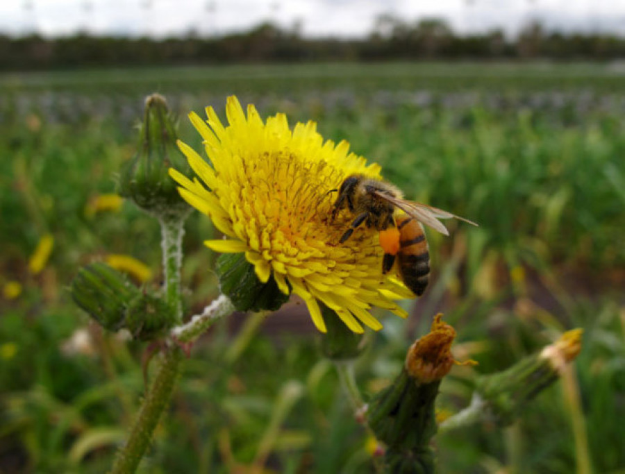 Bruselas endurece el uso de dos insecticidas para proteger a las abejas