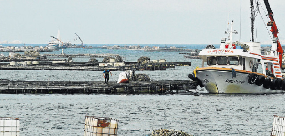 Los bateeiros piden más tiempo para recoger cría y Mar les solicita más datos