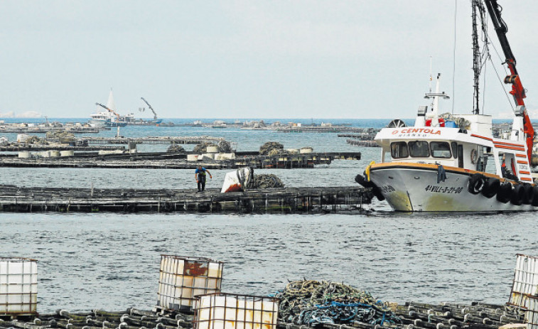 Los bateeiros piden más tiempo para recoger cría y Mar les solicita más datos