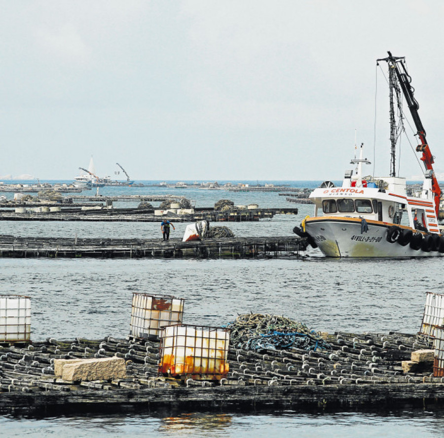 Los bateeiros piden más tiempo para recoger cría y Mar les solicita más datos