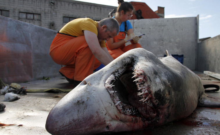 El tiburón varado en Vilanova en 2022 era de una especie en peligro y vista por primera vez en Galicia