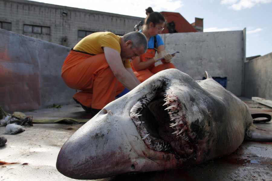 El tiburón varado en Vilanova en 2022 era de una especie en peligro y vista por primera vez en Galicia