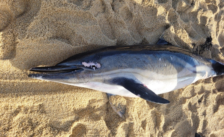 Aparece otro delfín muerto en la playa de A Lapa, en Sanxenxo