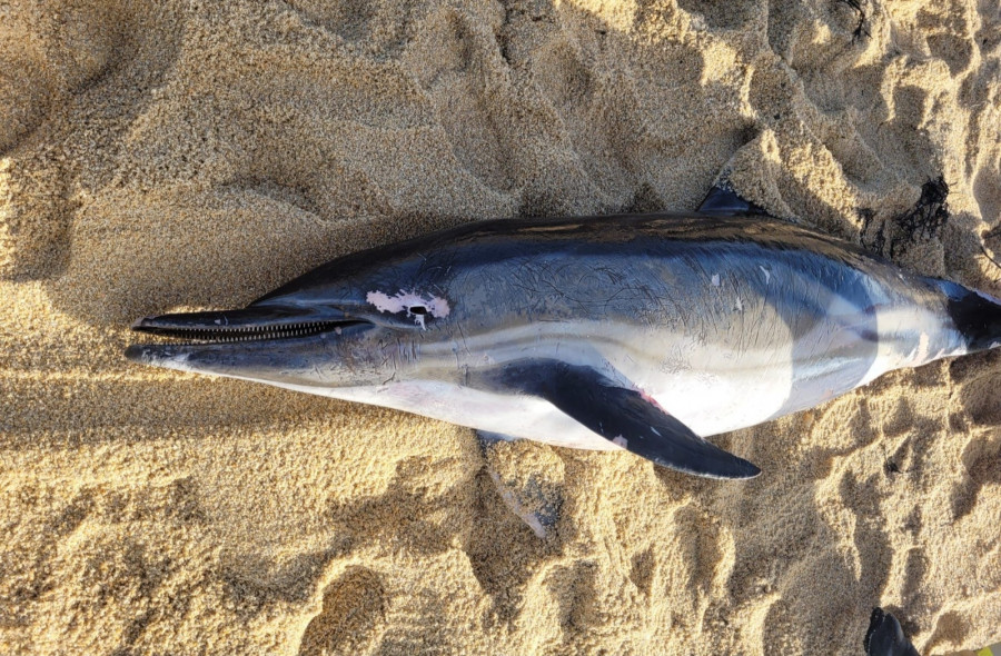 Aparece otro delfín muerto en la playa de A Lapa, en Sanxenxo