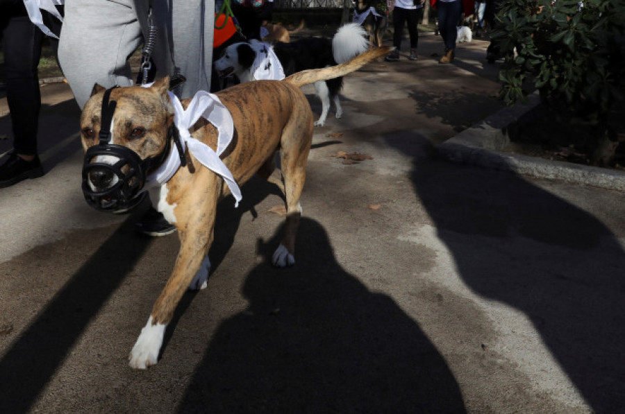 La Xunta impuso casi 300 sanciones a dueños de perros de raza potencialmente peligrosa