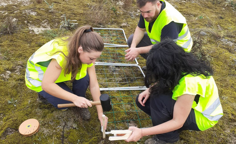 Medio Ambiente y la USC desarrollan un proyecto de recuperación de una planta amenazada en Corrubedo