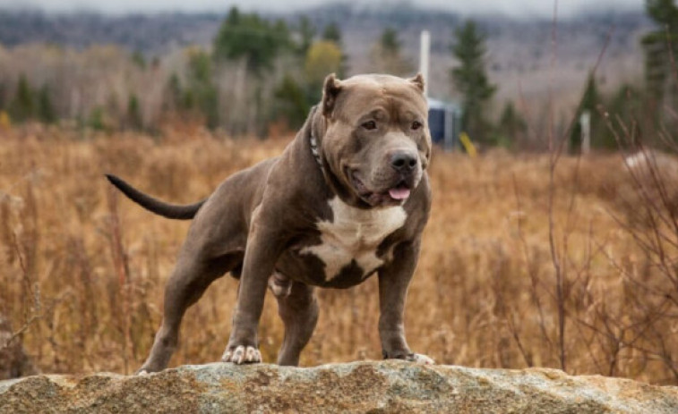 Muere una mujer tras ser atacada por un pitbull que había recogido del campo