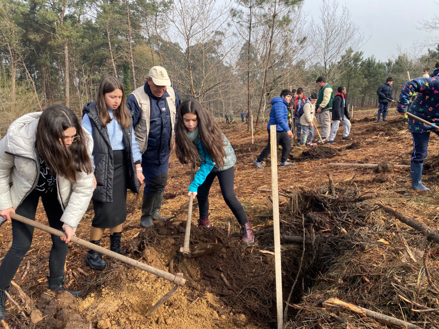 Plantar un árbol, asignatura aprobada en Caldas