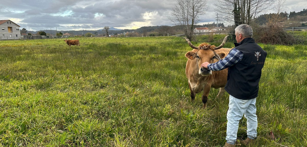 Roban dos vacas en una finca de Caldas