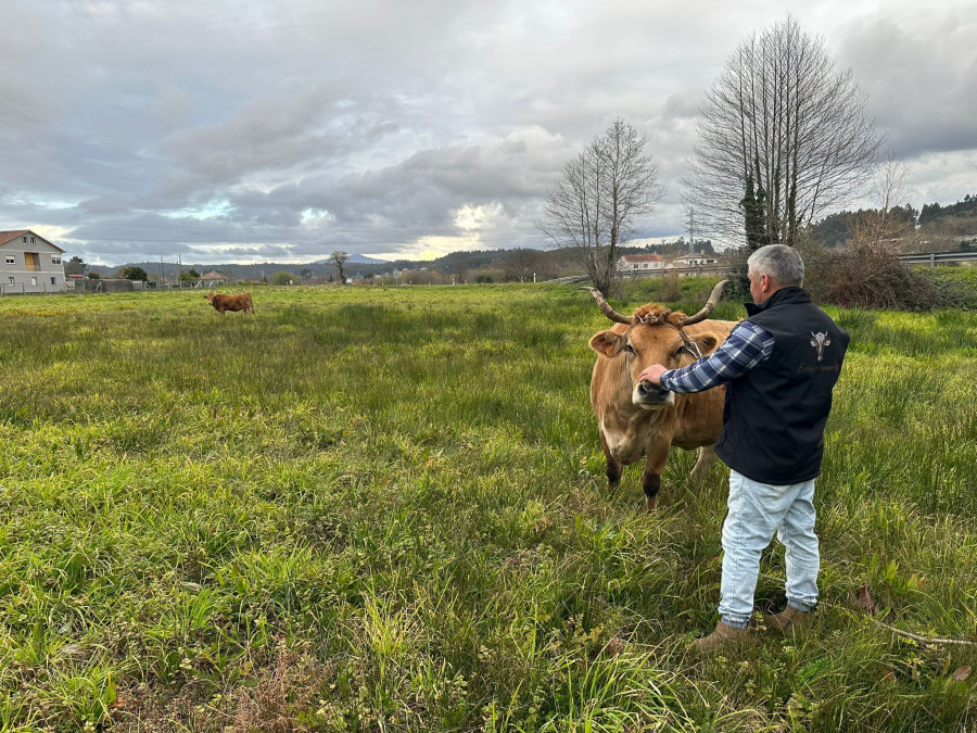 Roban dos vacas en una finca de Caldas