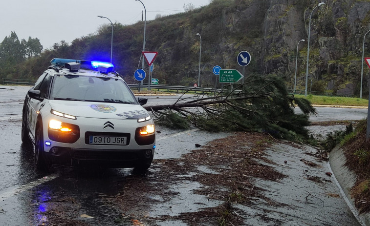 Viento y agua causan caídas de árboles a la carretera en Vilagarcía