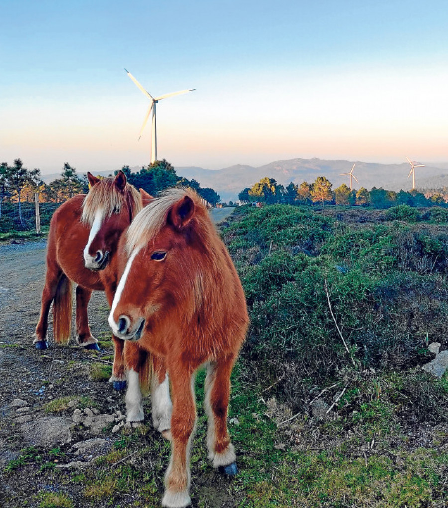 Reportaje | Vivir entre aerogeneradores sin romper el hábitat natural