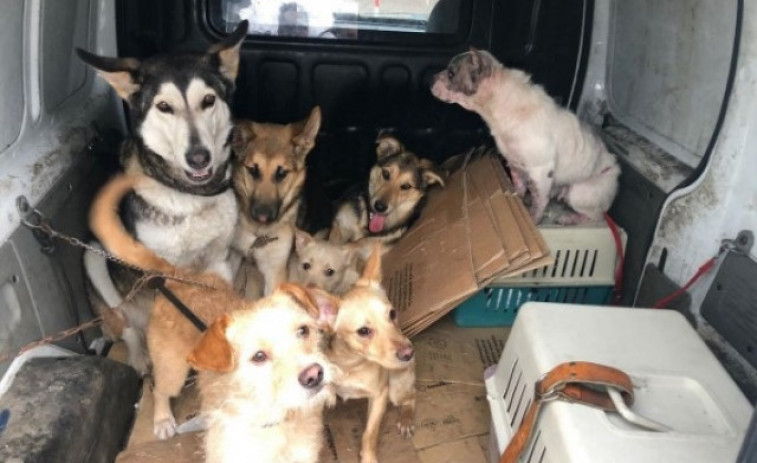 Rescatan en Vigo a siete perros que llevaban cinco días sin comer porque su dueño fue a prisión