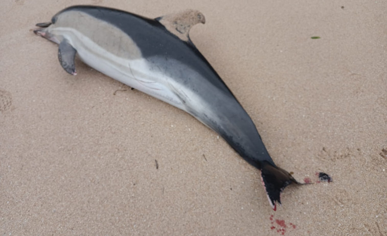 Hallan varada una cría de delfín muerta en una zona de playa entre las piedras de Pionza, en Castiñeiras