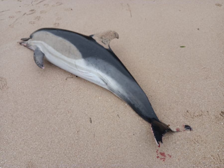 Hallan varada una cría de delfín muerta en una zona de playa entre las piedras de Pionza, en Castiñeiras