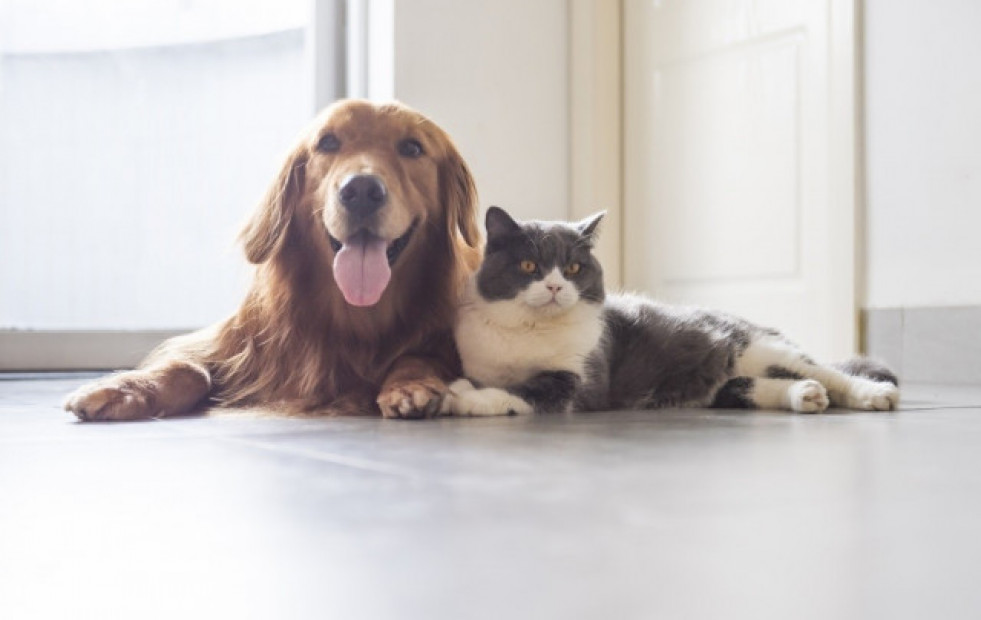 La ley animal sin perros de caza es aprobada definitivamente por el Congreso