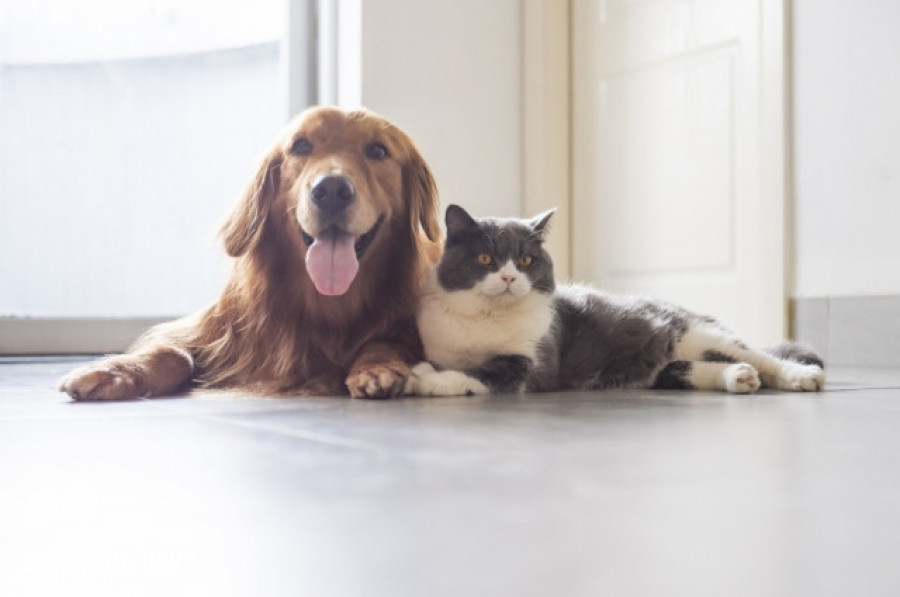 El maltrato animal y el abandono estarán prohibidos en España desde el próximo viernes