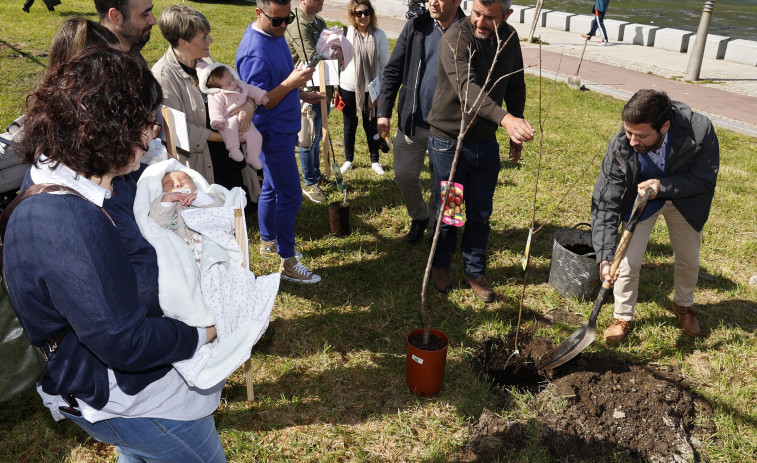 Cambados plantará un árbol por cada niño nacido