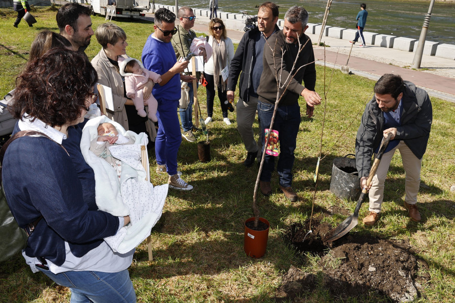 Cambados plantará un árbol por cada niño nacido