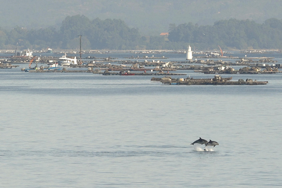 Las Cofradías llevan a Mar al Juzgado por abrir zonas para extraer mejilla