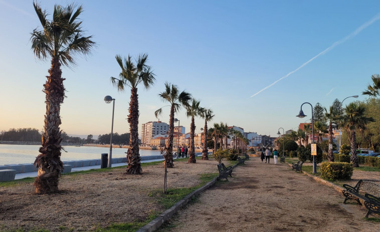 El paseo marítimo de Cambados recupera las palmeras