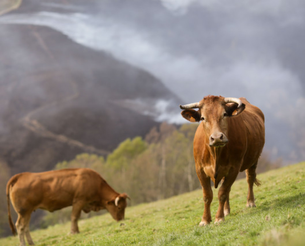EuropaPress 5091396 varias vacas pastan fonde monte quemado sollio 30 marzo 2023 sollio baleira lugo