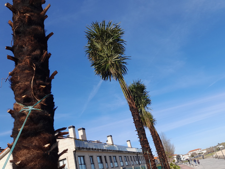 Plantan fuego a los tallos de cuatro palmeras en el entorno del paseo marítimo de Coroso, en Ribeira