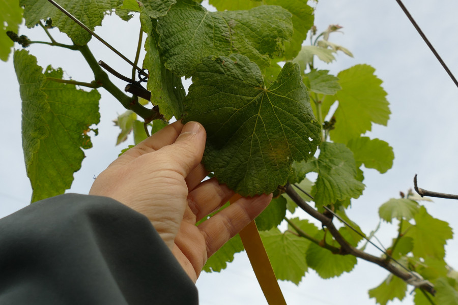 Aparecen las primeras manchas de mildiu en viñedos de O Salnés