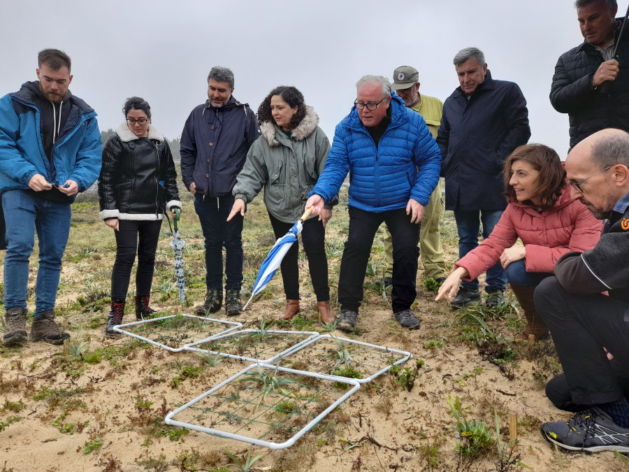 Satisfacción ante la floración de los primeros ejemplares de una planta amenazada en Corrubedo