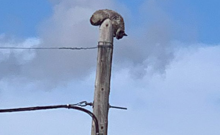 Rescatados una gaviota atrapada en una chimenea en Palmeira y un gato en un poste en Aguiño