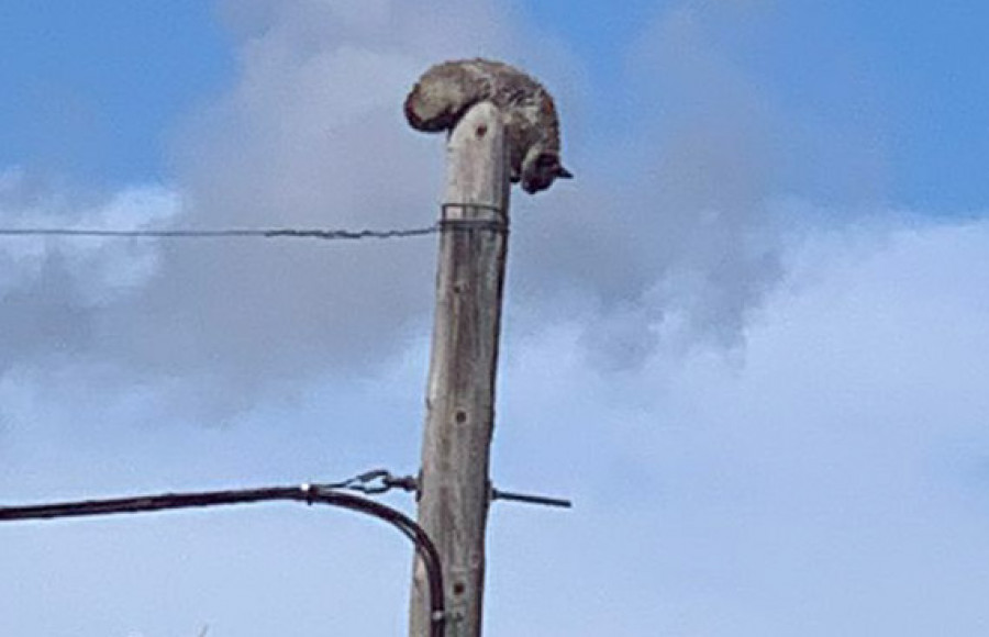 Rescatados una gaviota atrapada en una chimenea en Palmeira y un gato en un poste en Aguiño