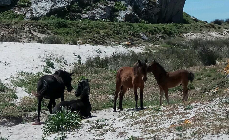 Un estudio concluye que los animales en Sálvora contribuyen a conservar las plantas autóctonas