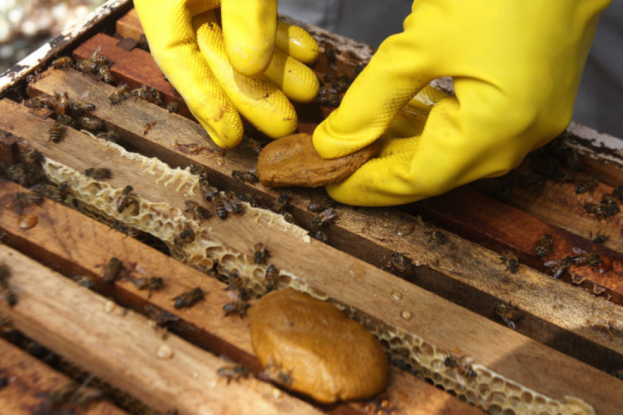 Muere un hombre 63 años por un ataque de abejas en Teruel