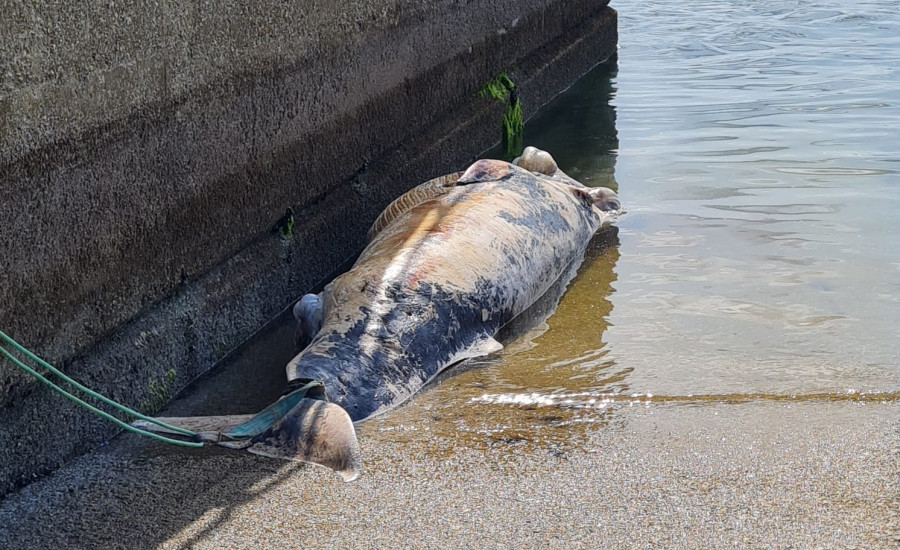 La ballena de A Illa: Cuatro metros, una tonelada y una retirada compleja por varar en un parque natural