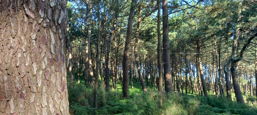 Trasladan a la Xunta su rechazo a la construcción de un camping en el monte comunal de O Chazo